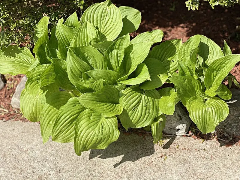 large hosta needs dividing