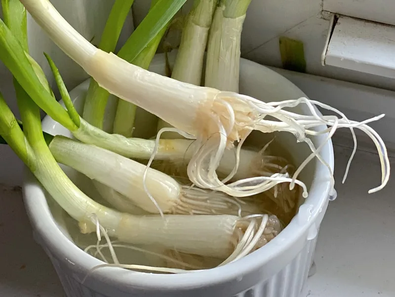 roots on green onions