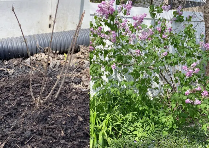 lilacs old and new