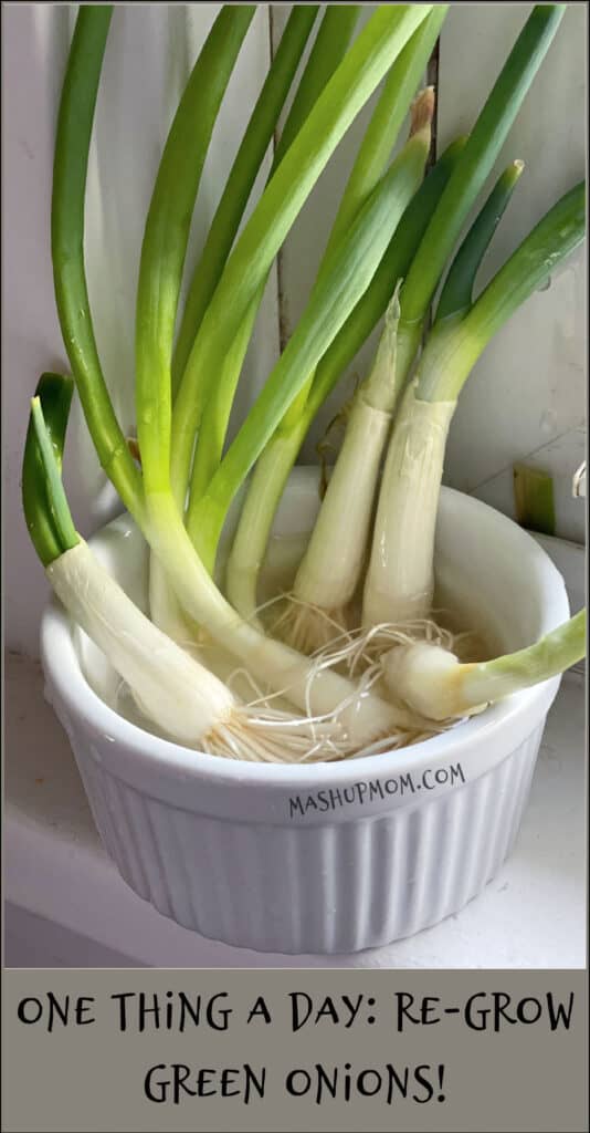 One Thing a Day: Re-Grow green onions to use in recipes and plant in your garden. Get another round out of every bunch of scallions!