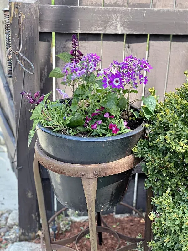 purple flowers in a pot