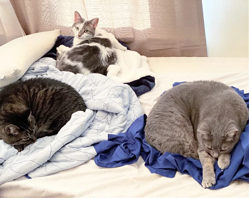 three cats sleeping on a bed