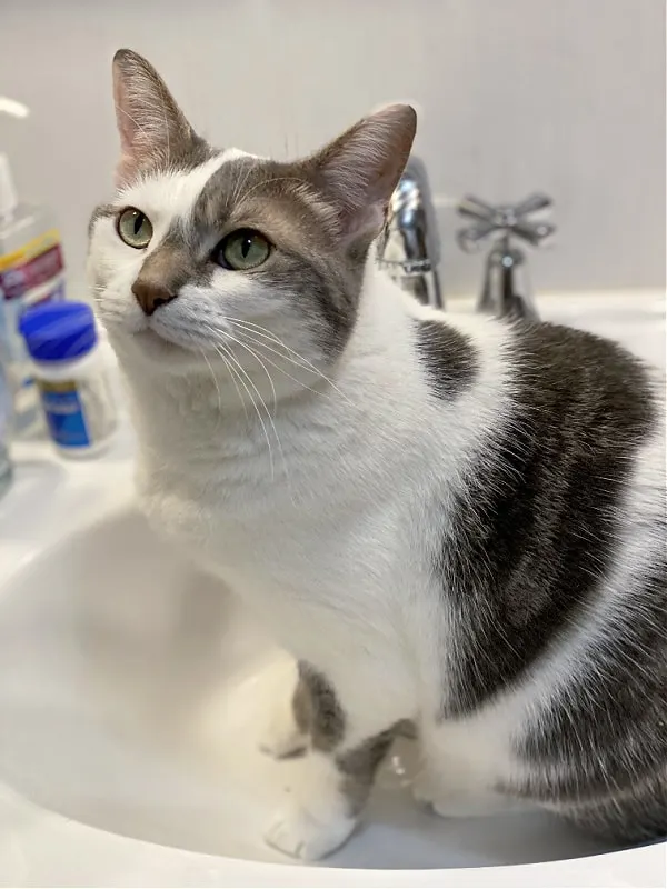 bad kitty lucy in the bathroom sink