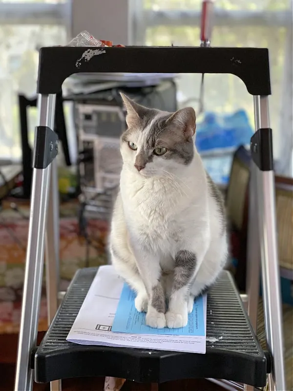 bad kitty lucy on a step ladder