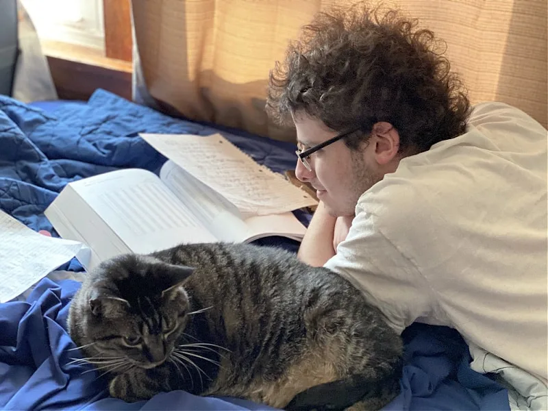 tabby cats are homework companions
