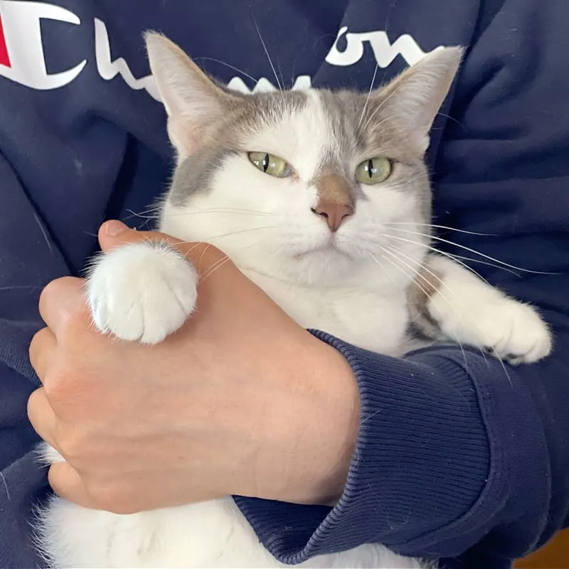 white and gray cat being hugged