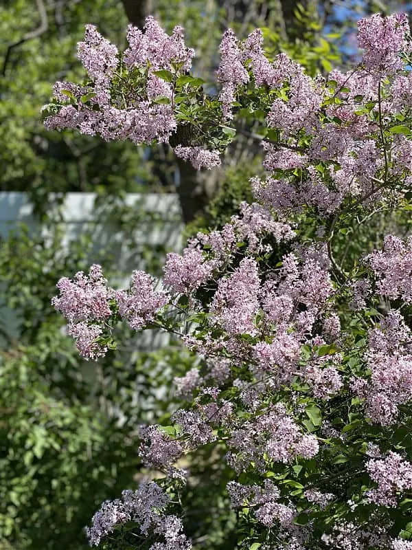 pretty purple spring lilacs