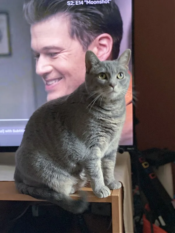 gray cat in front of a tv