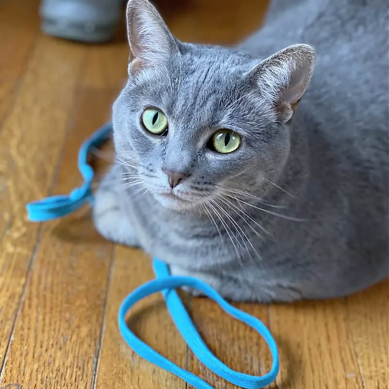 bad gray kitty with blue shoelace