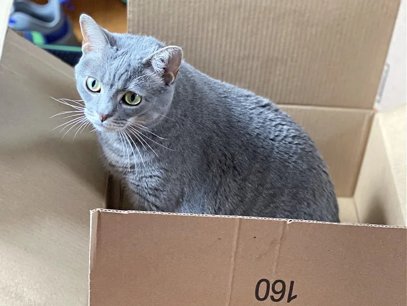 gray cat in a box