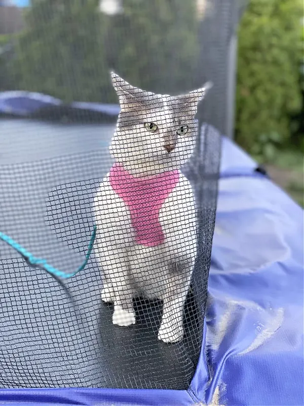 cat in a harness on a trampoline