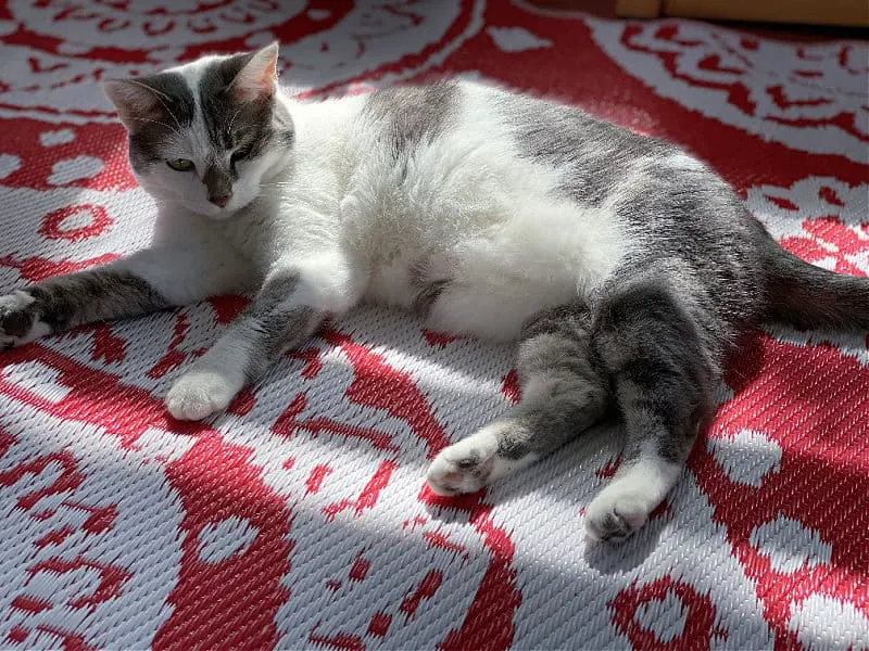 cat on an aldi rug