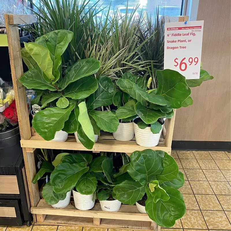 fiddle leaf figs in this week's ALDI Finds