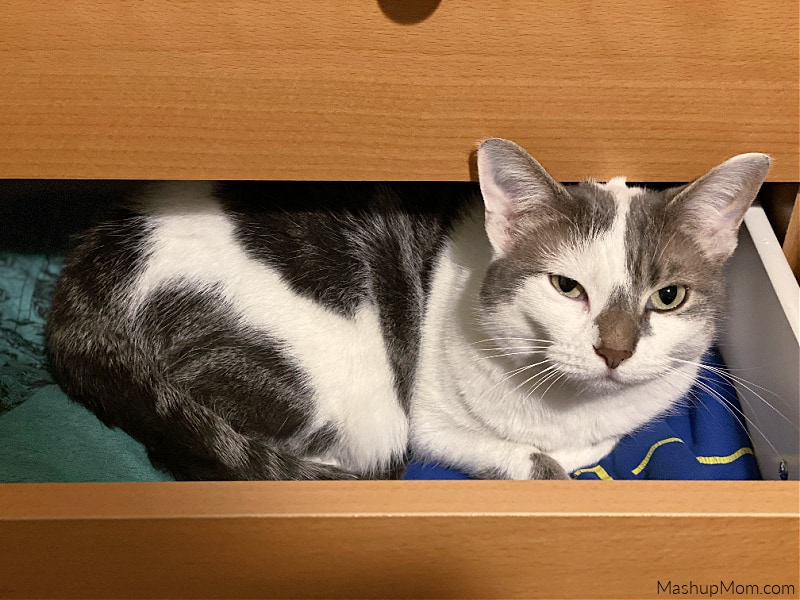 gray and white cat in a drawer
