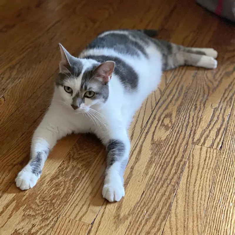 long gray and white cat