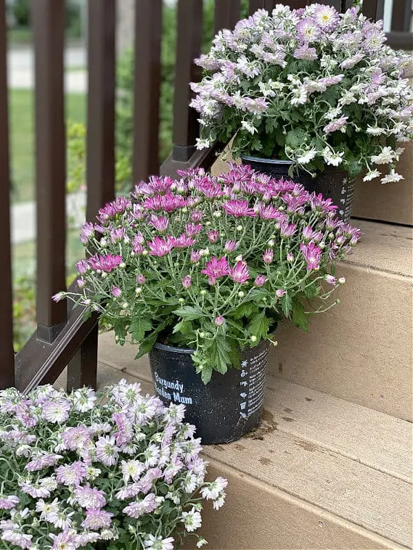 garden mums at aldi