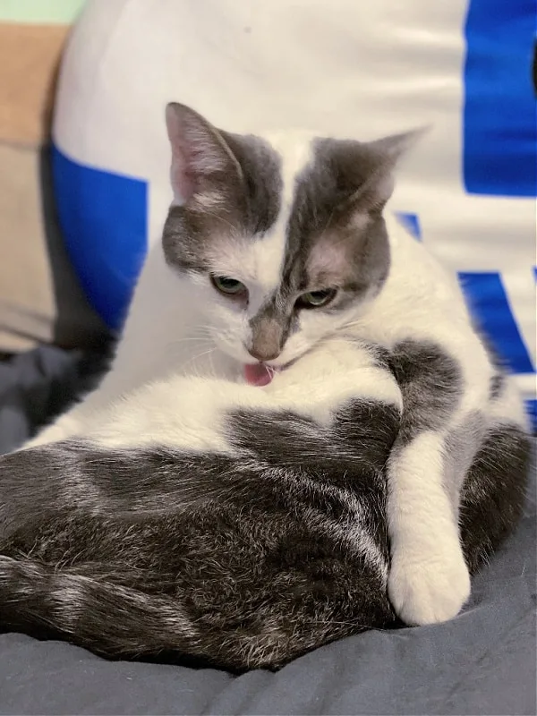 bad kitty lucy grooming with r2d2