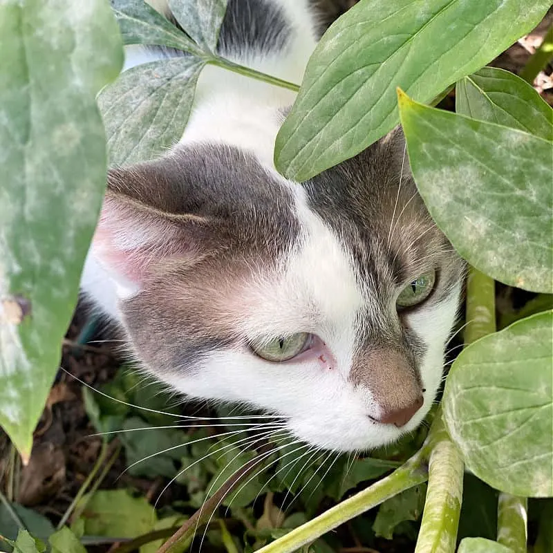 white and gray cat in a plant
