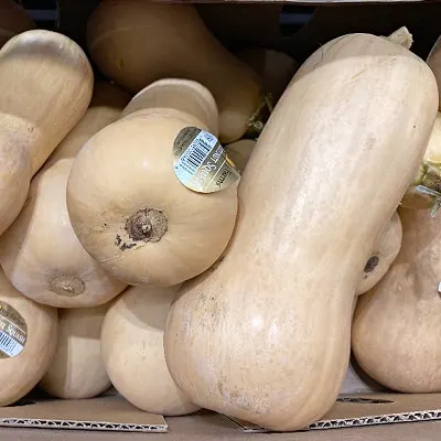 butternut squash 