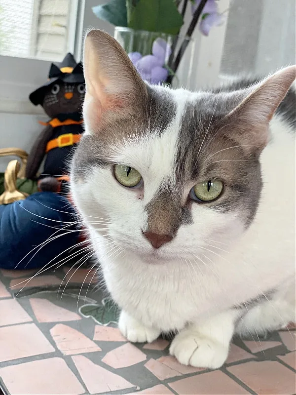 white and gray cat and halloween cat