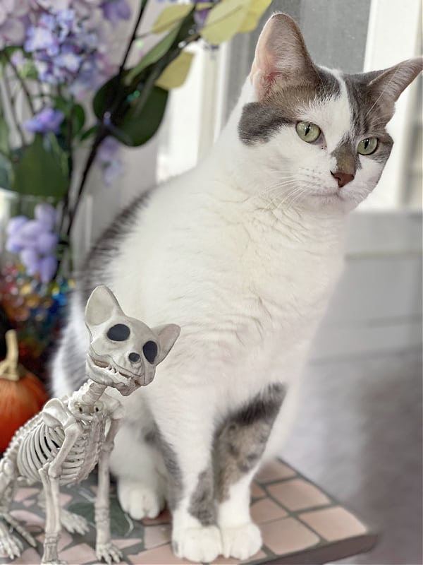 bad kitty lucy and a skeleton cat