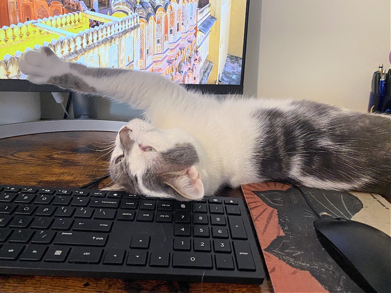 bad kitty on my computer keyboard