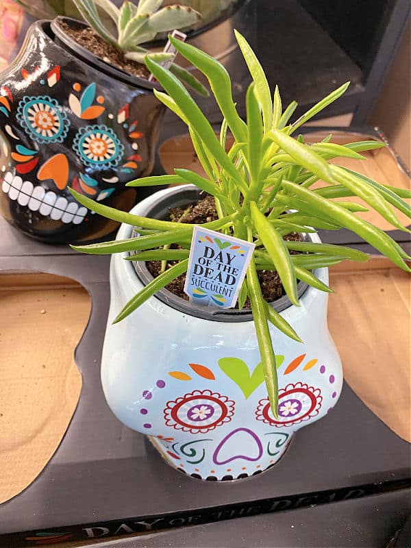 day of the dead succulent