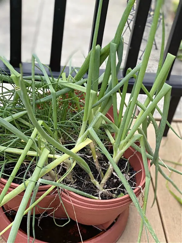 green onions and chives in a pot