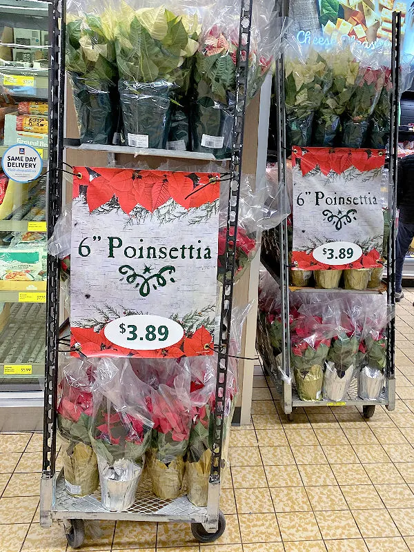 poinsettias at aldi