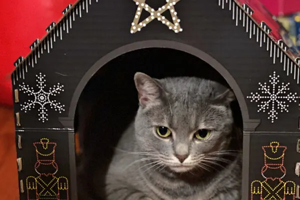 cat scratching playhouse