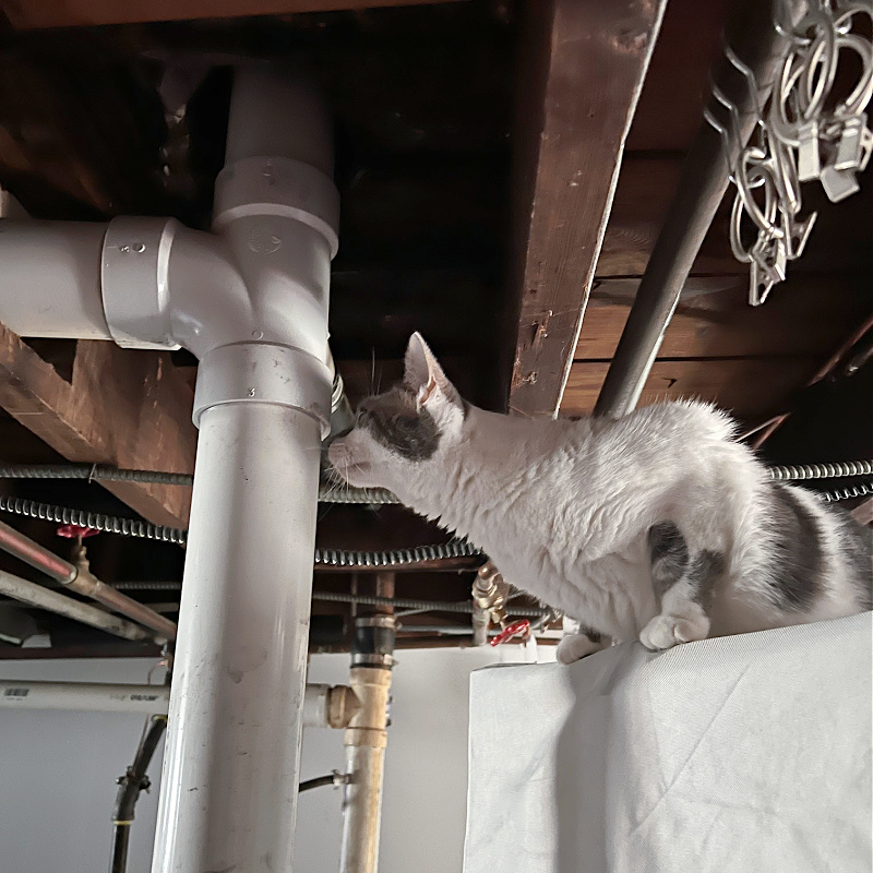 white and gray cat sniffing a water pipe