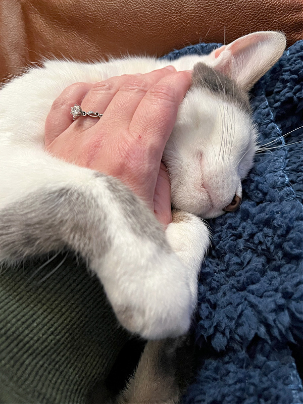 cat hugging hand with engagement ring