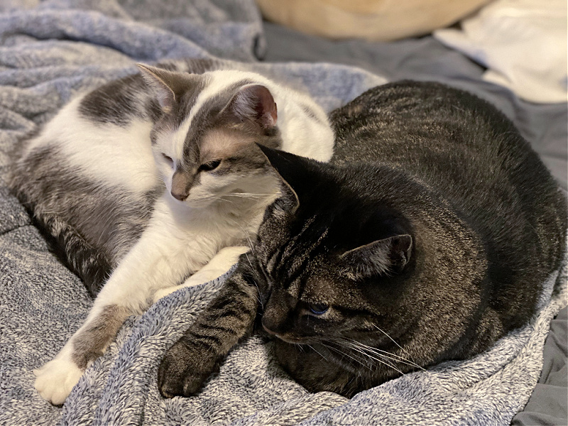 two cats cuddled on a gray blanket