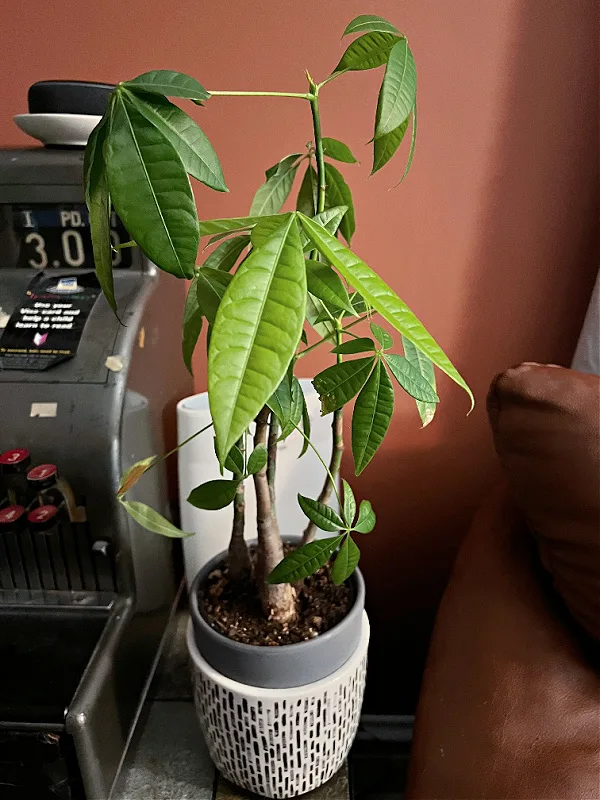 money tree from aldi