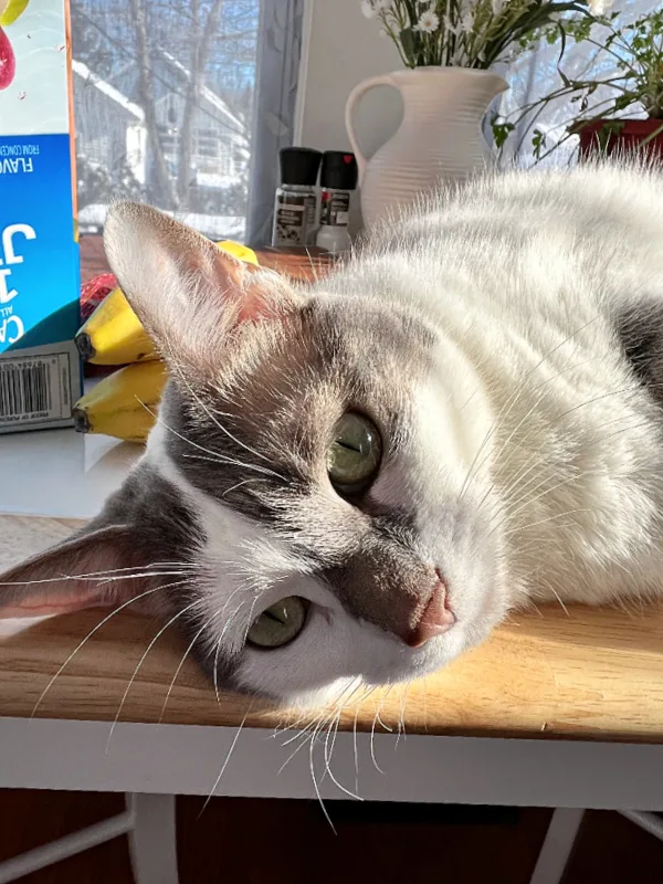 contented cat face in sunbeam