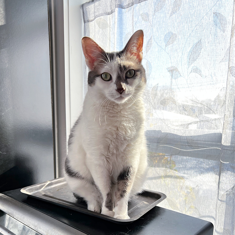 white and gray cat in a pan on a toaster