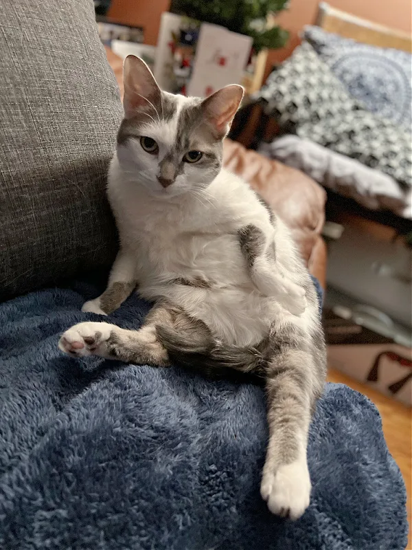 white cat belly sitting on a blue blanket