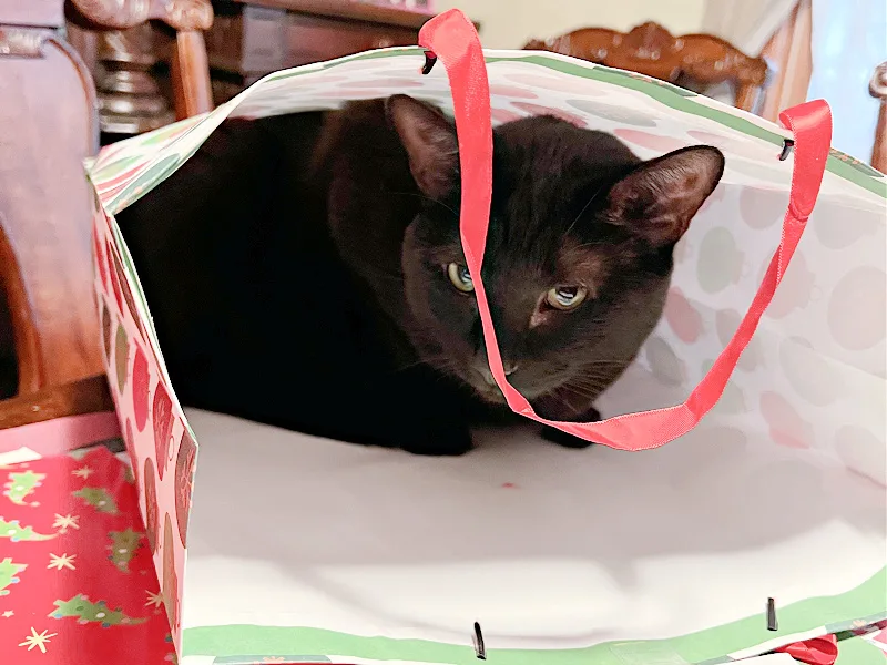 black cat in holiday gift bag