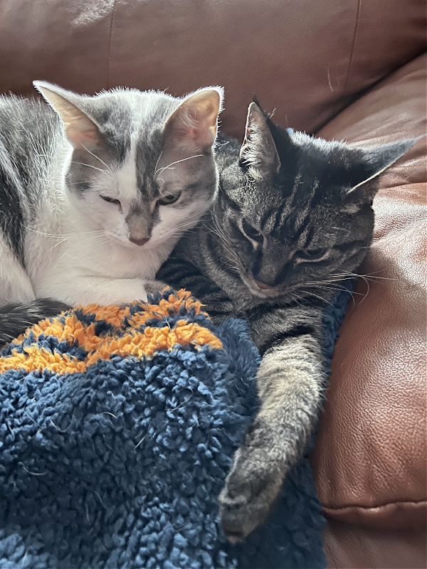 gray and white cat and brown cat cuddled on blanket