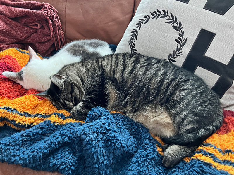 cats cuddling on a multi-color blanket