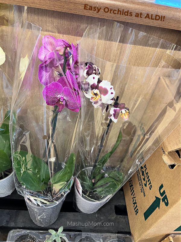 easy orchid at aldi