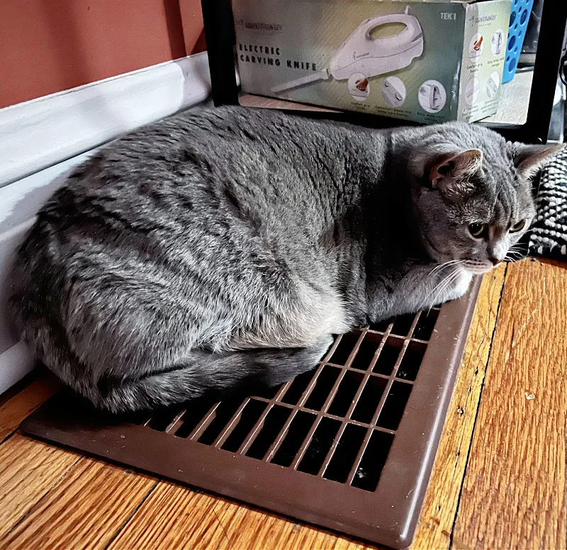 gray cat on heater vent