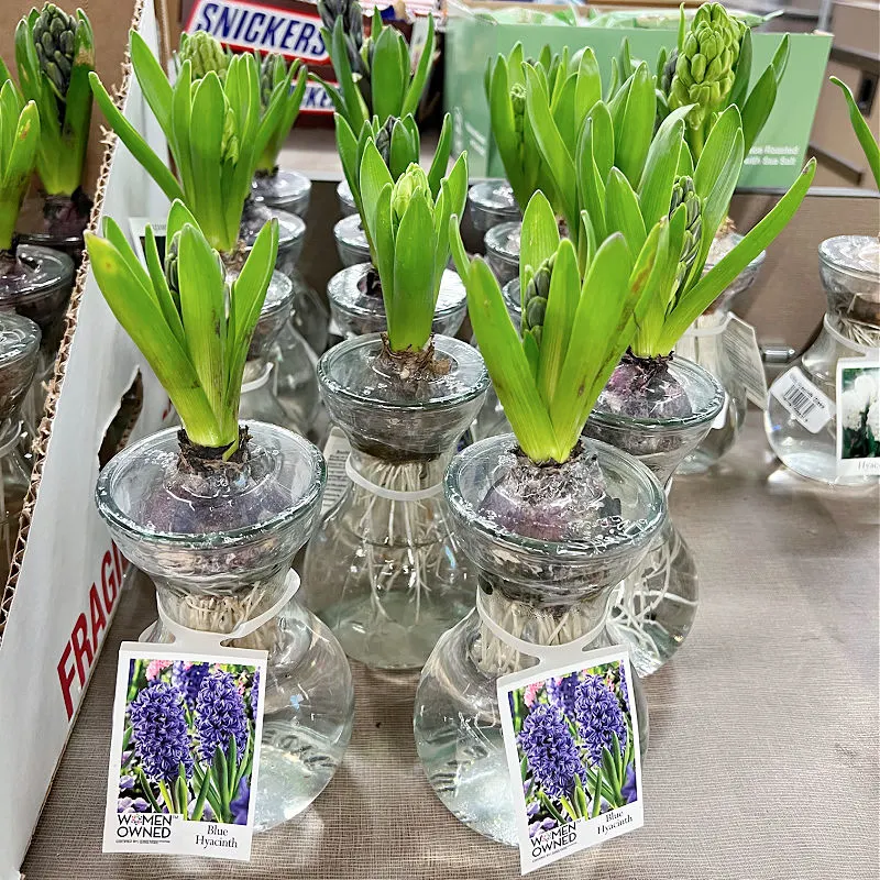 purple hyacinth plant in a vase