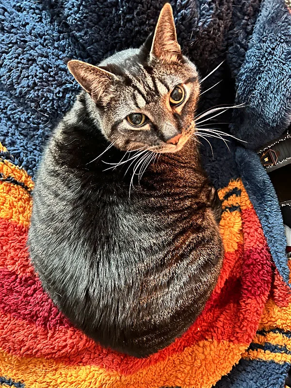 brown cat looking up from colorful blanket