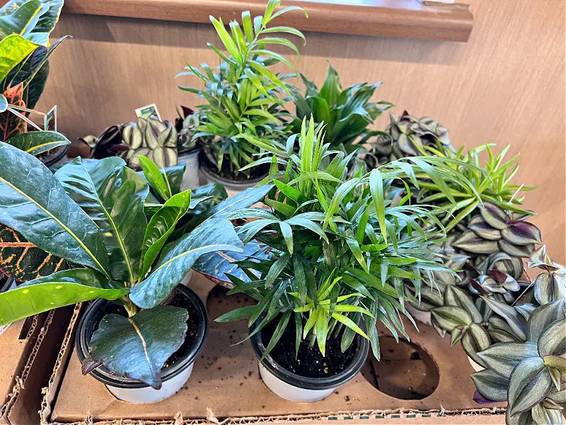 4 inch foliage plants