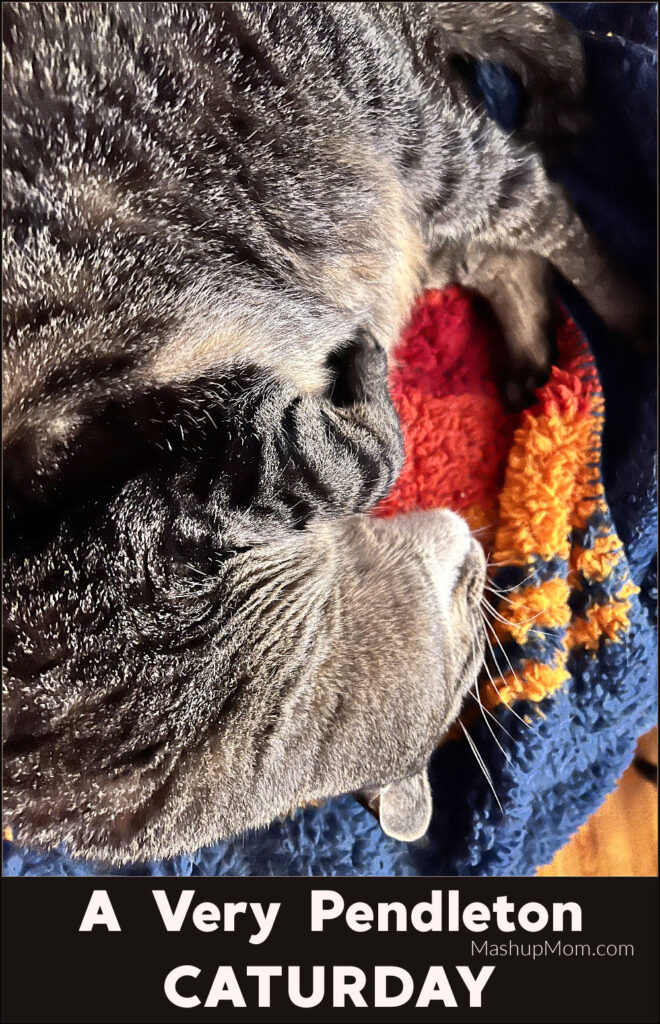 cat curled up on a cozy blanket