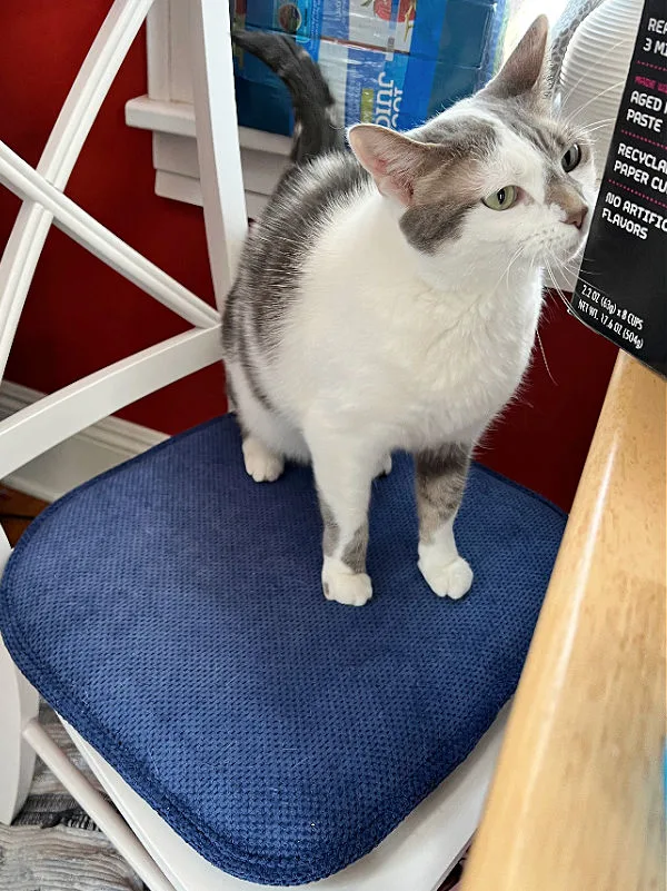 cat on an aldi chair pad