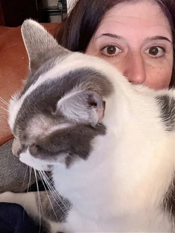 gray and white cat lying on my chest