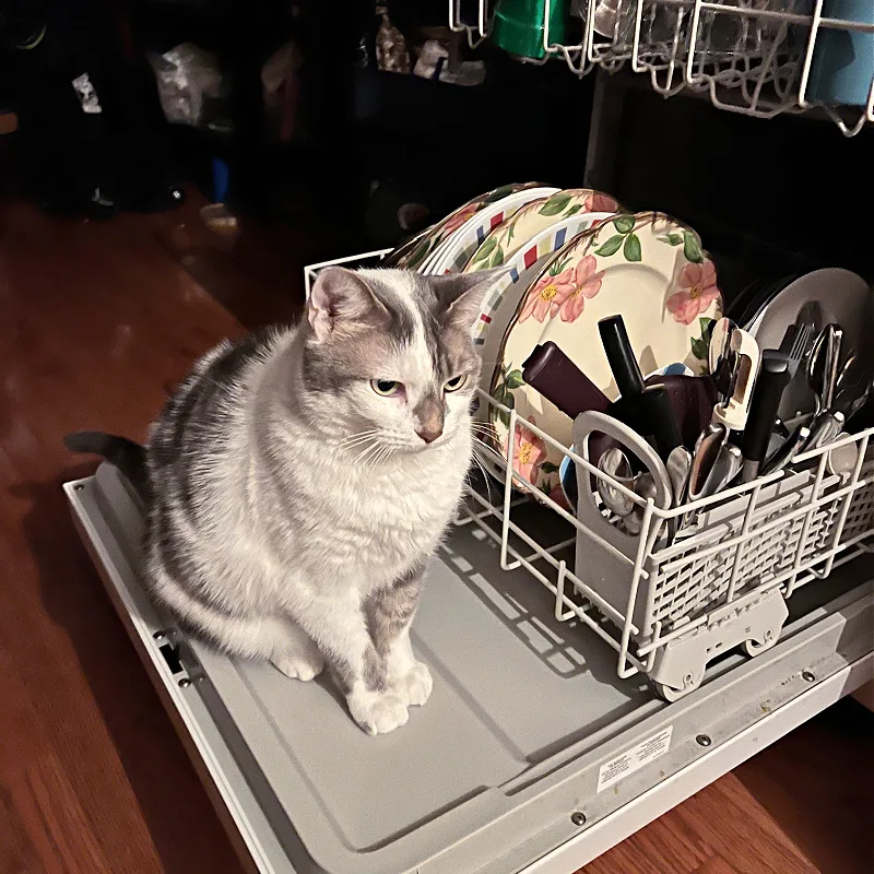 gray and white cat in the dishwasher