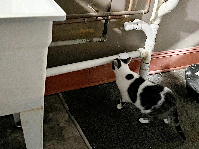 gray and white cat by a pipe